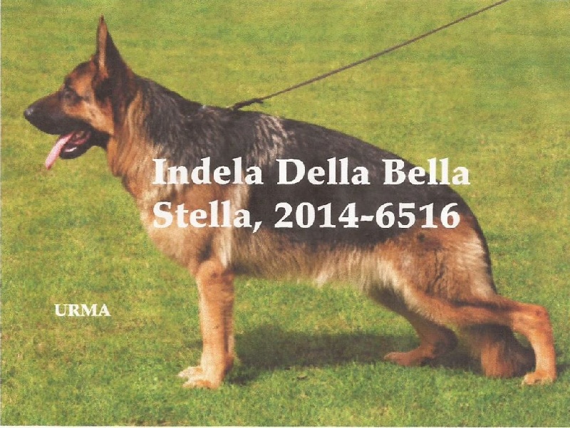 Indela Della Bella Stella